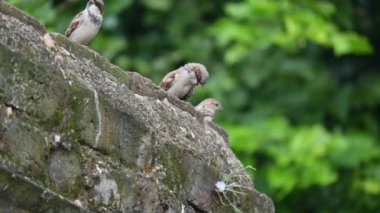 Serçe. Diğer adı Passer domesticus ve Indian House serçesi. Bu papağan familyasından bir kuş, dünyanın pek çok yerinde bulunur.. 