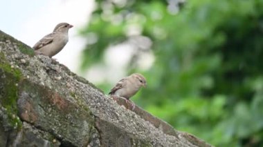 Serçe. Diğer adı Passer domesticus ve Indian House serçesi. Bu papağan familyasından bir kuş, dünyanın pek çok yerinde bulunur.. 