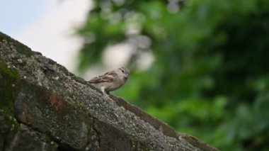 Serçe. Diğer adı Passer domesticus ve Indian House serçesi. Bu papağan familyasından bir kuş, dünyanın pek çok yerinde bulunur. Yavaş çekim videosu. 