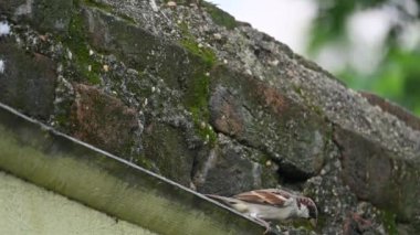 Serçe. Diğer adı Passer domesticus ve Indian House serçesi. Bu papağan familyasından bir kuş, dünyanın pek çok yerinde bulunur. Yavaş çekim videosu. 