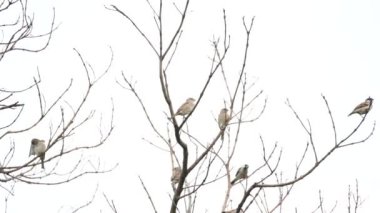 Ağaç dalındaki ev serçesi. Diğer adı Passer domesticus ve Indian House serçesi. Bu papağan familyasından bir kuş, dünyanın pek çok yerinde bulunur.. 