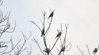 Ağaç dalındaki ev serçesi. Diğer adı Passer domesticus ve Indian House serçesi. Bu papağan familyasından bir kuş, dünyanın pek çok yerinde bulunur.. 
