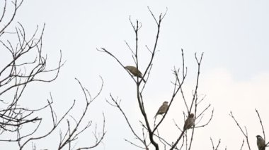 Ağaç dalındaki ev serçesi. Diğer adı Passer domesticus ve Indian House serçesi. Bu papağan familyasından bir kuş, dünyanın pek çok yerinde bulunur. Yavaş çekim videosu. 