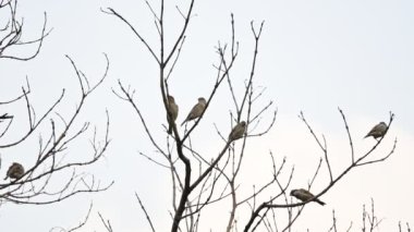 Ağaç dalındaki ev serçesi. Diğer adı Passer domesticus ve Indian House serçesi. Bu papağan familyasından bir kuş, dünyanın pek çok yerinde bulunur. Yavaş çekim videosu. 