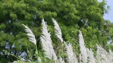Saccharum spontaneum flower. Its other names wild sugarcane and Kans grass. Its grassnative to theIndian Subcontinent. It is a perennial grass,growing up to three meters in height.