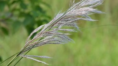 Saccharum spontaneum flower. Its other names wild sugarcane and Kans grass. Its grassnative to theIndian Subcontinent. It is a perennial grass,growing up to three meters in height.