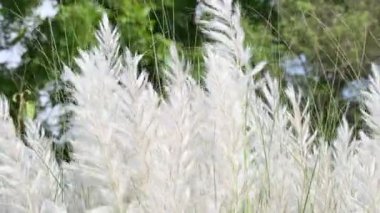 Saccharum spontaneum flower. Its other names wild sugarcane and Kans grass. Its grassnative to theIndian Subcontinent. It is a perennial grass,growing up to three meters in height.