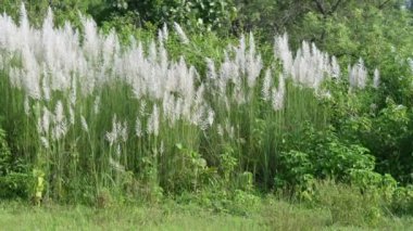 Saccharum spontaneum flower. Its other names wild sugarcane and Kans grass. Its grassnative to theIndian Subcontinent. It is a perennial grass,growing up to three meters in height.