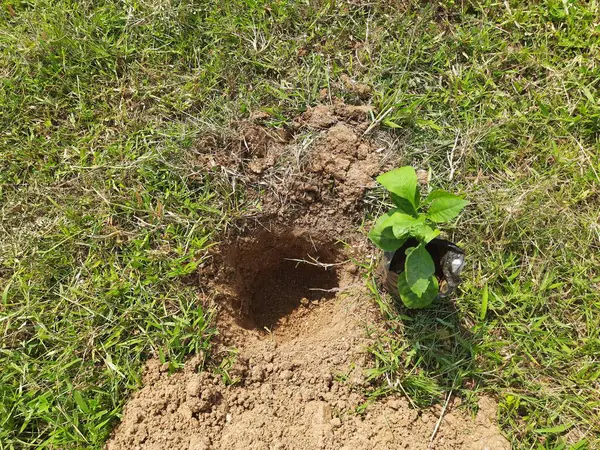 Bitki dikme hazırlıkları. Toprağa bir çukur kazıldı ve içine bir bitki dikilmek üzere..