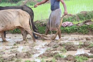 Tarlasında tahta saban süren bir çiftçi. Çiftçi pirinç tarlasını ekmek için hazırlıyor. Muson yağmurlarında saban süren bir çiftçi. Bir çiftçi bir öküzle dolu bir tarlayı sürüyor..