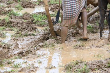 Tarlasında tahta saban süren bir çiftçi. Çiftçi pirinç tarlasını ekmek için hazırlıyor. Muson yağmurlarında saban süren bir çiftçi. Bir çiftçi bir öküzle dolu bir tarlayı sürüyor.. 