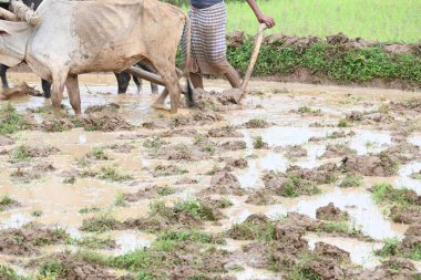 Tarlasında tahta saban süren bir çiftçi. Çiftçi pirinç tarlasını ekmek için hazırlıyor. Muson yağmurlarında saban süren bir çiftçi. Bir çiftçi bir öküzle dolu bir tarlayı sürüyor..