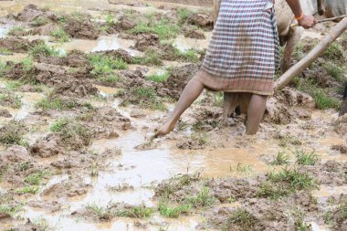 Tarlasında tahta saban süren bir çiftçi. Çiftçi pirinç tarlasını ekmek için hazırlıyor. Muson yağmurlarında saban süren bir çiftçi. Bir çiftçi bir öküzle dolu bir tarlayı sürüyor..