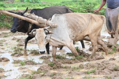 Tarlasında tahta saban süren bir çiftçi. Çiftçi pirinç tarlasını ekmek için hazırlıyor. Muson yağmurlarında saban süren bir çiftçi. Bir çiftçi bir öküzle dolu bir tarlayı sürüyor..