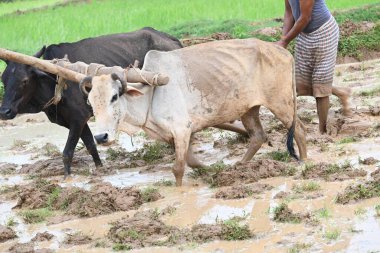 Tarlasında tahta saban süren bir çiftçi. Çiftçi pirinç tarlasını ekmek için hazırlıyor. Muson yağmurlarında saban süren bir çiftçi. Bir çiftçi bir öküzle dolu bir tarlayı sürüyor..
