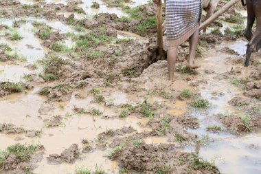 Tarlasında tahta saban süren bir çiftçi. Çiftçi pirinç tarlasını ekmek için hazırlıyor. Muson yağmurlarında saban süren bir çiftçi. Bir çiftçi bir öküzle dolu bir tarlayı sürüyor..