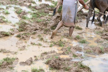 Tarlasında tahta saban süren bir çiftçi. Çiftçi pirinç tarlasını ekmek için hazırlıyor. Muson yağmurlarında saban süren bir çiftçi. Bir çiftçi bir öküzle dolu bir tarlayı sürüyor..