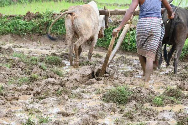 Tarlasında tahta saban süren bir çiftçi. Çiftçi pirinç tarlasını ekmek için hazırlıyor. Muson yağmurlarında saban süren bir çiftçi. Bir çiftçi bir öküzle dolu bir tarlayı sürüyor..