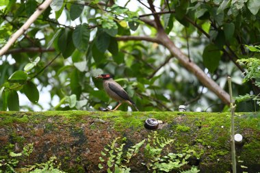 Hint Myna Kuşları. Diğer adları Common myna ve mynah. Bu, sığırcık familyasından bir kuş. Bunlar, özellikle Hindistan olmak üzere Güney Asya 'ya özgü yoldan geçen bir grup kuş.. 