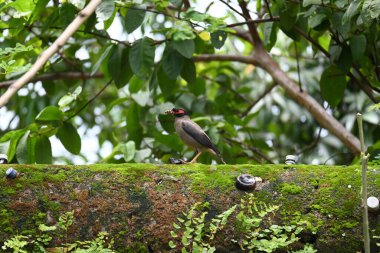 Hint Myna Kuşları. Diğer adları Common myna ve mynah. Bu, sığırcık familyasından bir kuş. Bunlar, özellikle Hindistan olmak üzere Güney Asya 'ya özgü yoldan geçen bir grup kuş.. 