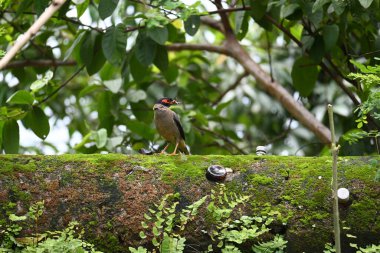 Hint Myna Kuşları. Diğer adları Common myna ve mynah. Bu, sığırcık familyasından bir kuş. Bunlar, özellikle Hindistan olmak üzere Güney Asya 'ya özgü yoldan geçen bir grup kuş.. 