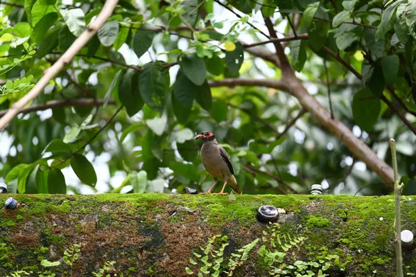 Hint Myna Kuşları. Diğer adları Common myna ve mynah. Bu, sığırcık familyasından bir kuş. Bunlar, özellikle Hindistan olmak üzere Güney Asya 'ya özgü yoldan geçen bir grup kuş.. 