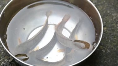 Yılankafa ya da Channa orientalis balığı. Channais Ajansı, Asya 'daki tatlı su habitatlarının yerlisi olan Channais familyasındaki yırtıcı balıkların gündemidir. Asya Yılanbaşı ağır çekim videosu.