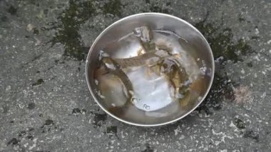 Yılankafa ya da Channa orientalis balığı. Channais Ajansı, Asya 'daki tatlı su habitatlarının yerlisi olan Channais familyasındaki yırtıcı balıkların gündemidir. Asya Yılanbaşı ağır çekim videosu.