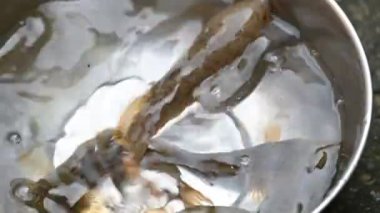Yılankafa ya da Channa orientalis balığı. Channais Ajansı, Asya 'daki tatlı su habitatlarının yerlisi olan Channais familyasındaki yırtıcı balıkların gündemidir. Asya Yılanbaşı ağır çekim videosu.