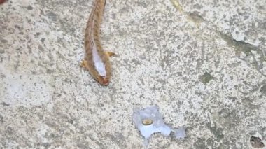 Yılankafa ya da Channa orientalis balığı. Channais Ajansı, Asya 'daki tatlı su habitatlarının yerlisi olan Channais familyasındaki yırtıcı balıkların gündemidir. Asyalı Yılankafa bir tatlı su balığıdır. 4k video. 