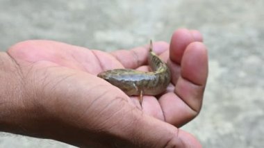 Yılankafa ya da Channa orientalis balığı. Channais Ajansı, Asya 'daki tatlı su habitatlarının yerlisi olan Channais familyasındaki yırtıcı balıkların gündemidir. Asyalı Yılankafa bir tatlı su balığıdır. 4k video. 