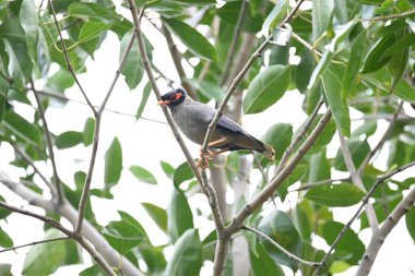 Ağaç dalında Hint Myna Kuşları. Diğer adları Common myna ve mynah. Bu, sığırcık familyasından bir kuş. Bunlar yoldan geçen bir grup kuş, özellikle Hindistan 'dan.. 