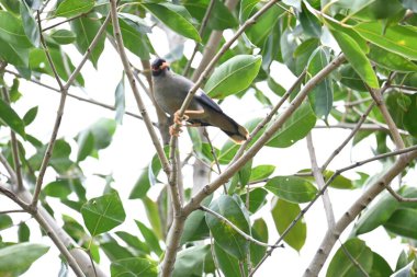 Ağaç dalında Hint Myna Kuşları. Diğer adları Common myna ve mynah. Bu, sığırcık familyasından bir kuş. Bunlar yoldan geçen bir grup kuş, özellikle Hindistan 'dan.. 