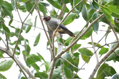 Ağaç dalında Hint Myna Kuşları. Diğer adları Common myna ve mynah. Bu, sığırcık familyasından bir kuş. Bunlar yoldan geçen bir grup kuş, özellikle Hindistan 'dan.. 
