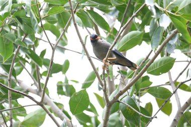 Ağaç dalında Hint Myna Kuşları. Diğer adları Common myna ve mynah. Bu, sığırcık familyasından bir kuş. Bunlar yoldan geçen bir grup kuş, özellikle Hindistan 'dan.. 