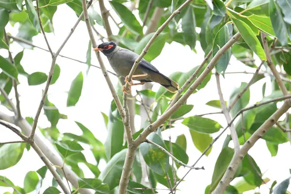 Ağaç dalında Hint Myna Kuşları. Diğer adları Common myna ve mynah. Bu, sığırcık familyasından bir kuş. Bunlar yoldan geçen bir grup kuş, özellikle Hindistan 'dan.. 