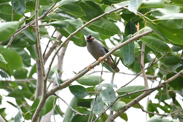 Ağaç dalında Hint Myna Kuşları. Diğer adları Common myna ve mynah. Bu, sığırcık familyasından bir kuş. Bunlar yoldan geçen bir grup kuş, özellikle Hindistan 'dan.. 