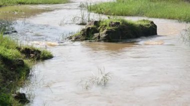 Taşların ve kayaların arasından akan nehir suyu. Dağ nehri yeşil ormandan akar. Dağdan akan vahşi nehir.