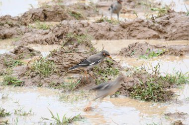 Su dolu tarlada Hint Myna Kuşları. Çamurlu suda yiyecek arıyor. Diğer isimleri Common myna ve mynah 'dır. Bu, sığırcık familyasından bir kuş..