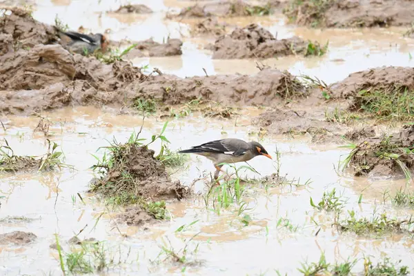 Su dolu tarlada Hint Myna Kuşları. Çamurlu suda yiyecek arıyor. Diğer isimleri Common myna ve mynah 'dır. Bu, sığırcık familyasından bir kuş..