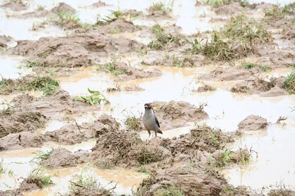 Su dolu tarlada Hint Myna Kuşları. Çamurlu suda yiyecek arıyor. Diğer isimleri Common myna ve mynah 'dır. Bu, sığırcık familyasından bir kuş..
