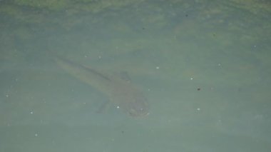 Yılankafa ya da Channa orientalis balığı suyun içinde. Channais Ajansı, Asya 'daki tatlı su habitatlarının yerlisi olan Channais familyasındaki yırtıcı balıkların gündemidir. Asya Yılanı Kafa bir tatlı su balığıdır..