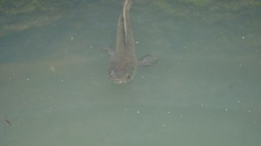 Yılankafa ya da Channa orientalis balığı suyun içinde. Channais Ajansı, Asya 'daki tatlı su habitatlarının yerlisi olan Channais familyasındaki yırtıcı balıkların gündemidir. Asya Yılanı Kafa bir tatlı su balığıdır..