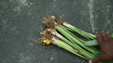 Çiğ zerdeçal kökü ve bitki. Kafiyeler taze ya da suda kaynatılıp kurutulduktan sonra sarı toza dönüşür. Hindistan da dahil olmak üzere birçok ülkede baharat olarak kullanılır. Curcuma longa.