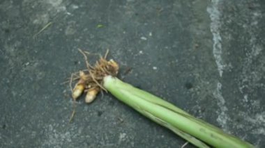 Çiğ zerdeçal kökü ve bitki. Kafiyeler taze ya da suda kaynatılıp kurutulduktan sonra sarı toza dönüşür. Hindistan da dahil olmak üzere birçok ülkede baharat olarak kullanılır. Curcuma longa.