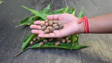 Polyalthia longifolia tohumları. Ashoka ağacı Hindistan 'a özgüdür. Yükselmiş yeşil bir ağaç. Saraca asoca yaprakları. Diğer adı Sahte Ashoka. Yeşil yapraklar ve tohumlar.