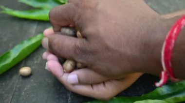 Polyalthia longifolia tohumları. Ashoka ağacı Hindistan 'a özgüdür. Yükselmiş yeşil bir ağaç. Saraca asoca yaprakları. Diğer adı Sahte Ashoka. Yeşil yapraklar ve tohumlar.