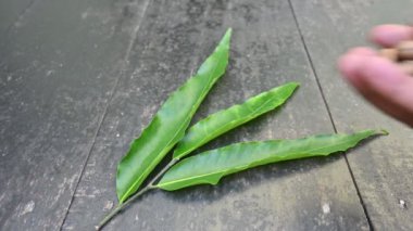 Polyalthia longifolia tohumları. Ashoka ağacı Hindistan 'a özgüdür. Yükselmiş yeşil bir ağaç. Saraca asoca yaprakları. Diğer adı Sahte Ashoka. Yeşil yapraklar ve tohumlar.