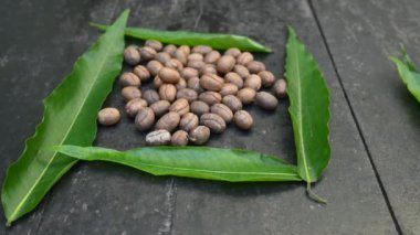 Polyalthia longifolia tohumları. Ashoka ağacı Hindistan 'a özgüdür. Yükselmiş yeşil bir ağaç. Saraca asoca yaprakları. Diğer adı Sahte Ashoka. Yeşil yapraklar ve tohumlar. Yavaş çekim videosu. 