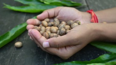 Polyalthia longifolia tohumları. Ashoka ağacı Hindistan 'a özgüdür. Yükselmiş yeşil bir ağaç. Saraca asoca yaprakları. Diğer adı Sahte Ashoka. Yeşil yapraklar ve tohumlar. Yavaş çekim videosu. 